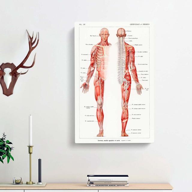 Human Anatomy In French - Wrapped Canvas Print East Urban Home Size: 50cm H x 35cm W x 3cm D on Productcaster.