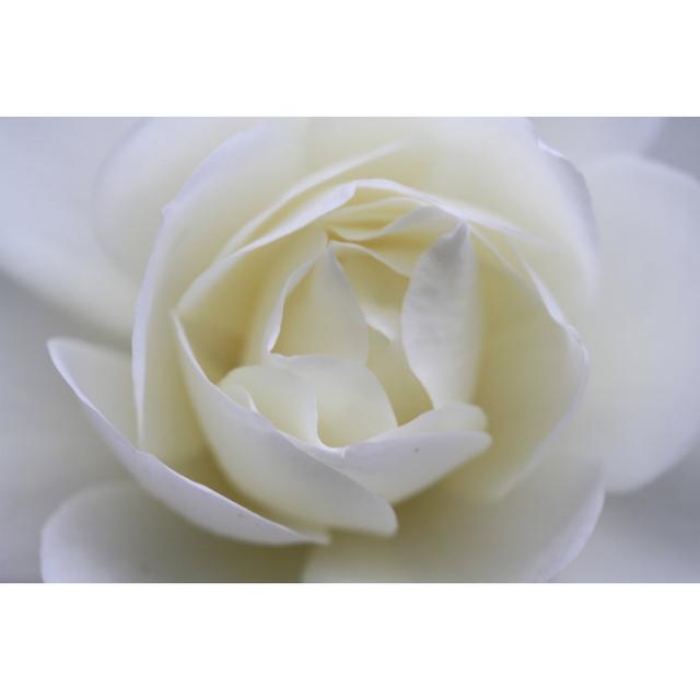 White Rose by Veronica_Bencomo - Wrapped Canvas Photograph 17 Stories Size: 81cm H x 122cm W on Productcaster.