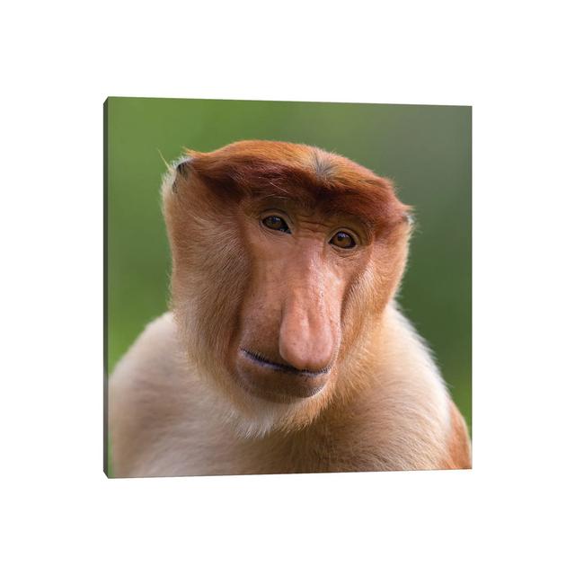 Proboscis Monkey The Bachelor by Mogens Trolle - Wrapped Canvas Print Latitude Run Size: 45.72cm H x 45.72cm W x 3.81cm D on Productcaster.