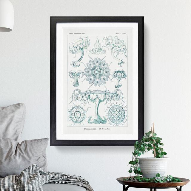 Discomedusae Jellyfish Vol.5 by Ernst Haeckel - Picture Frame Painting East Urban Home Frame Option: Black Framed, Size: 36cm H x 27cm W x 2cm D on Productcaster.