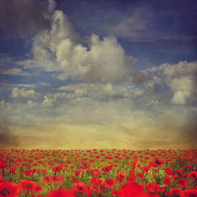 Hildebran Field of Red Poppies by Maroznc - Wrapped Canvas Art Prints Latitude Run Size: 122cm H x 122cm W x 3.8cm D on Productcaster.