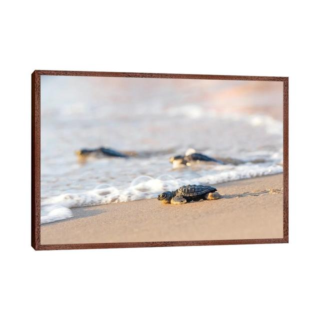 Kemp's Ridley Sea Turtle Hatchling I by Larry Ditto - Photograph Print on Canvas House of Hampton Size: 101.6cm H x 152.4cm W x 3.81cm D, Format: Clas on Productcaster.