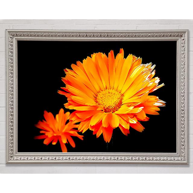 Single Picture - Single Picture Frame Art Prints Bright Star Size: 21cm H x 29.7cm W on Productcaster.