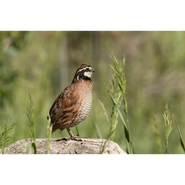 Wild Quail Bird by Milehightraveler - No Frame Art Prints on Canvas 17 Stories Size: 51cm H x 76cm W on Productcaster.