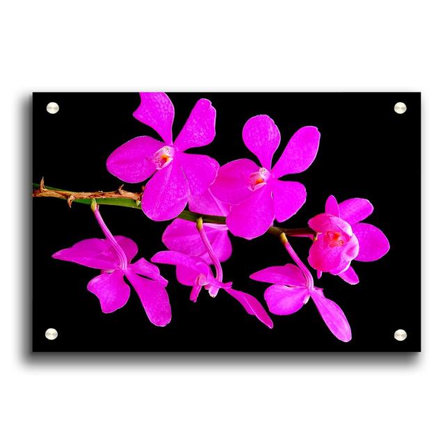 Vibrant Pink Beauties Flowers - No Frame Print on Plastic / Acrylic East Urban Home Size: 29.7cm H x 42cm W on Productcaster.