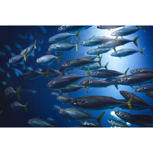 School Of Fish by FluxFactory - No Frame Art Prints on Canvas Beachcrest Home Size: 30cm H x 46cm W on Productcaster.