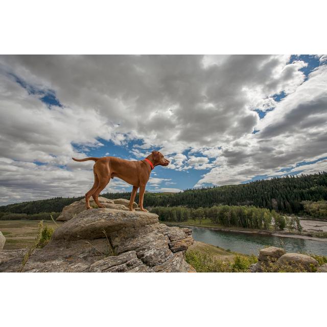 Zanuck Dog On A Cliff - Wrapped Canvas Photograph Latitude Run Size: 20cm H x 30cm W x 3.8cm D on Productcaster.