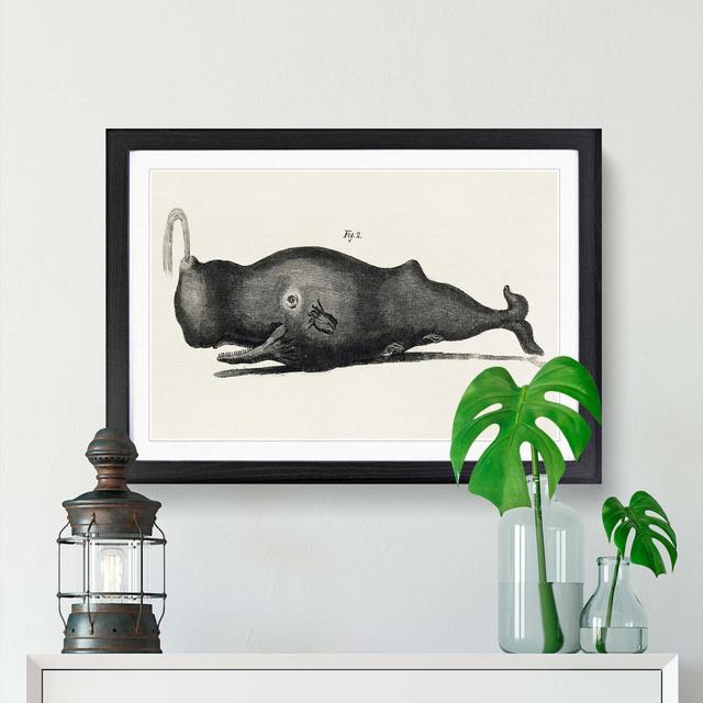 Vintage Toothed Whale Illustration - Picture Frame Drawing Print East Urban Home Size: 27cm H x 36cm W x 2cm D, Frame Option: Black Framed on Productcaster.