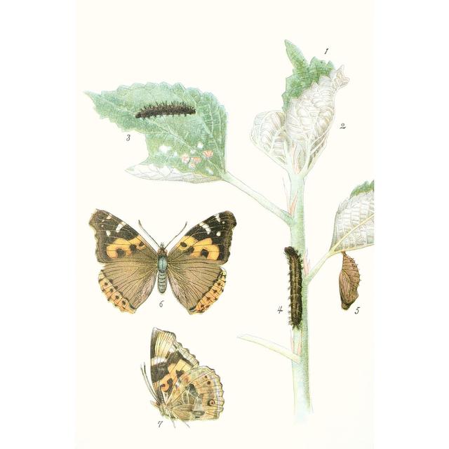 Antique Butterflies And Leaves III by Vision Studio - Wrapped Canvas Print August Grove Size: 91.44cm H x 60.96cm W on Productcaster.