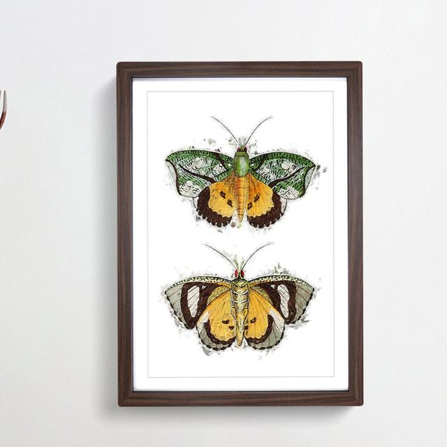 Hypermnestra Moth by George Shaw - Picture Frame Painting Print East Urban Home Frame Option: Walnut Framed, Size: 48cm H x 36cm W x 2cm D on Productcaster.