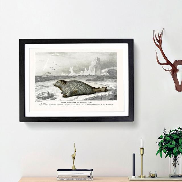 Seal Illustration by Charles d' Orbigny - Picture Frame Painting Print East Urban Home Size: 36cm H x 48cm W x 2cm D, Frame Option: Black Framed on Productcaster.