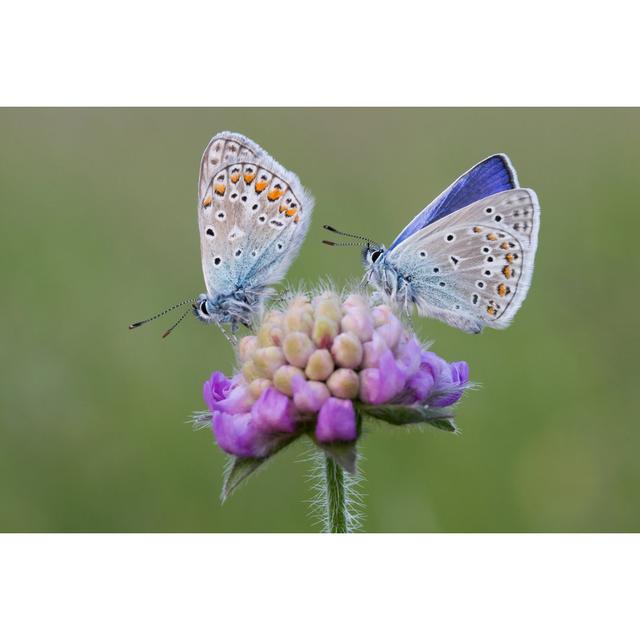 Common Blues von Hfoxfoto - Drucken Brambly Cottage Größe: 20cm H x 30cm B x 1,8cm T on Productcaster.