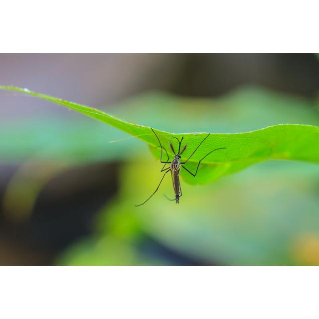 Mosquito On Green Leaf by Sirichai_raksue - Print 17 Stories Size: 60cm H x 90cm W x 1.8cm D on Productcaster.