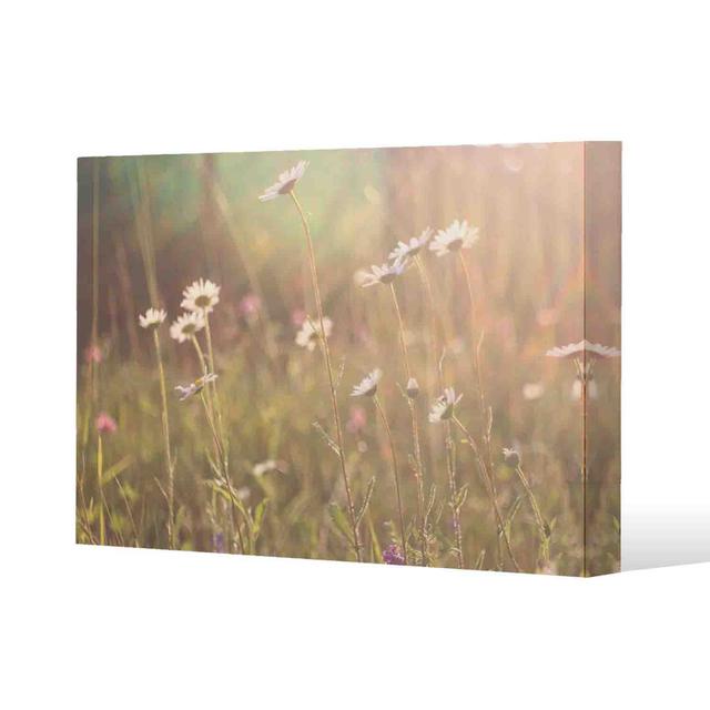 Chamomile - Wrapped Canvas Art Prints Brayden Studio Size: 76cm H x 101cm W x 4cm D on Productcaster.