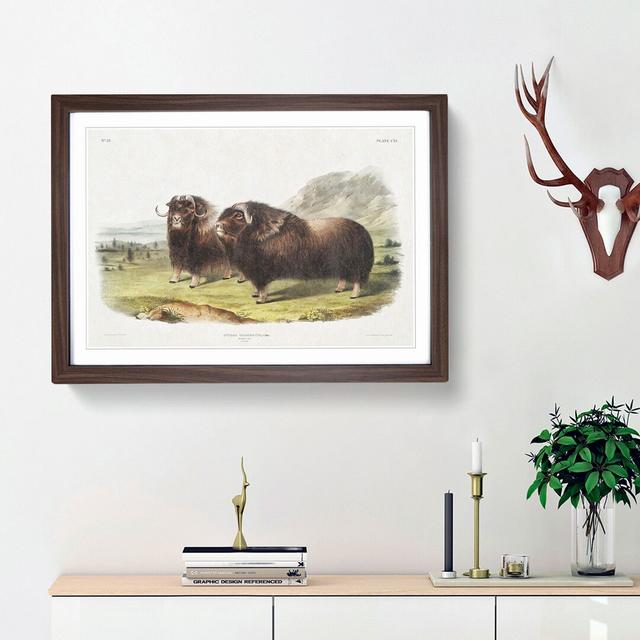 Muskox by J.W. Audubon - Picture Frame Painting Print East Urban Home Frame Option: Walnut Framed, Size: 36cm H x 48cm W x 2cm D on Productcaster.