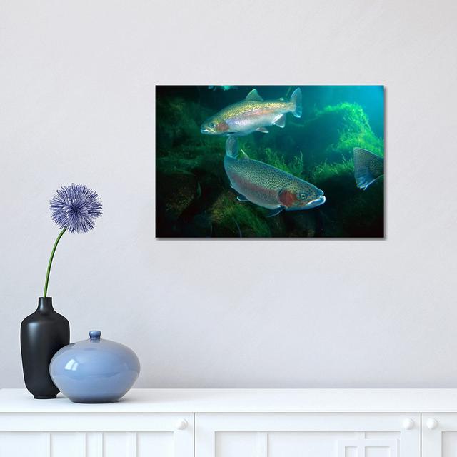 Rainbow Trout Pair Underwater in Utah by Michael Durham - Wrapped Canvas Graphic Art House of Hampton Size: 30.48cm H x 45.72cm W x 1.9cm D on Productcaster.