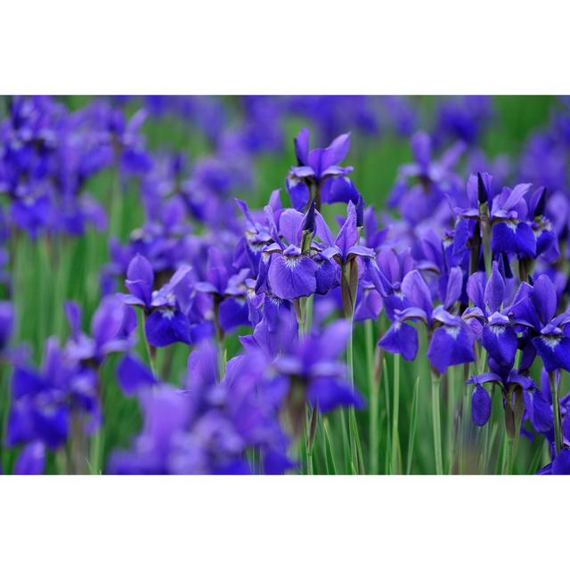 Blue Iris by Aimintang - No Frame Print on Canvas 17 Stories Size: 20cm H x 30cm W on Productcaster.