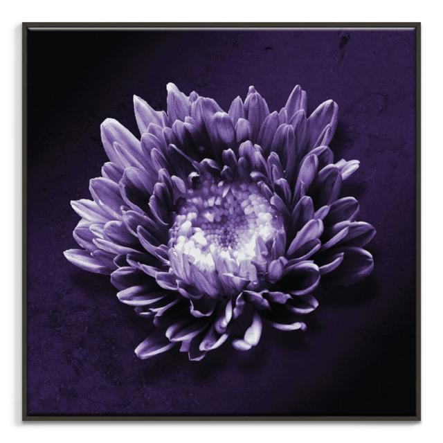 Print on Canvas Latitude Run Format: Black Floater Frame, Size: 41cm H x 41cm W on Productcaster.