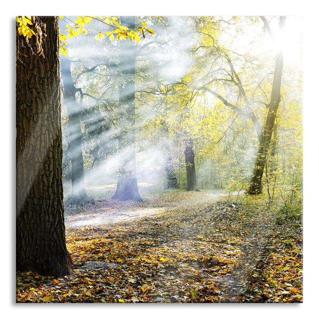 Sunrays In The Forest - No Frame Print on Glass Union Rustic Size: 80cm H x 80cm W x 0.4cm D on Productcaster.