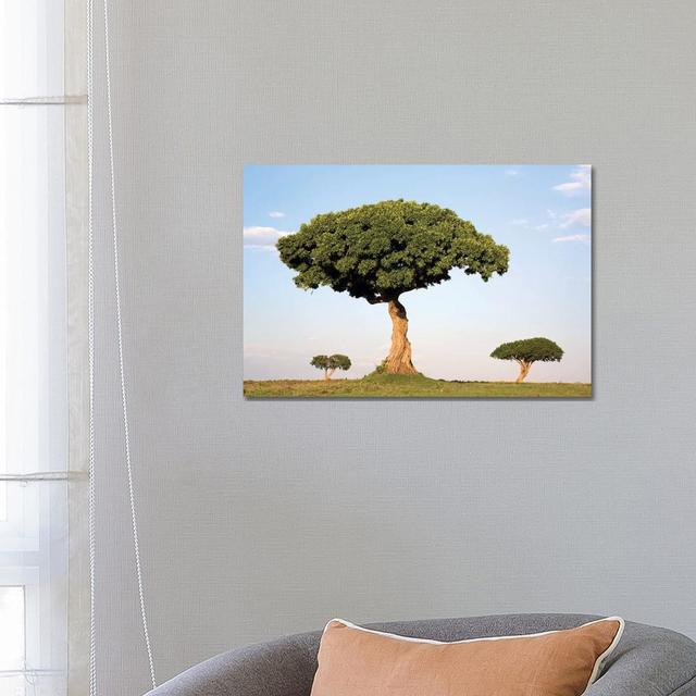 Acacia Trees, Masai Mara National Reserve, Kenya by Ingo Arndt - Wrapped Canvas Print ClassicLiving Size: 45.72cm H x 66.04cm W x 1.91cm D on Productcaster.