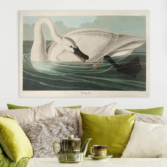 Trumpeter Swan - Wrapped Canvas Painting Rosalind Wheeler Size: 40cm H x 60cm W on Productcaster.