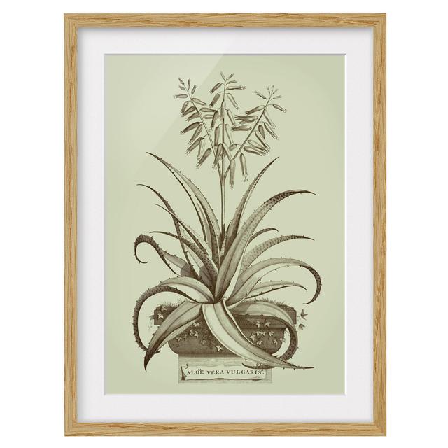 Vintage Aloe Vera Vulgaris - Picture Frame Graphic Art Brambly Cottage Frame Option: Brown Framed, Size: 55cm H x 40cm W x 2cm D on Productcaster.