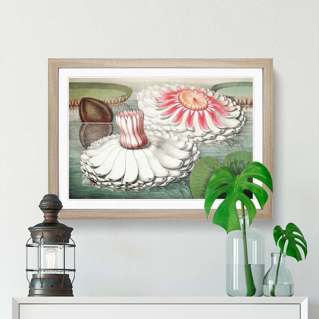 Blooming Gigantic Water Lily by William Sharp - Picture Frame Art Print East Urban Home Frame Option: Oak Framed, Size: 27cm H x 36cm W x 2cm D on Productcaster.