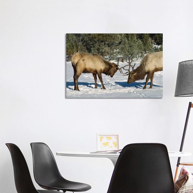 Elk Bulls Fighting, Yellowstone National Park, Wyoming by Konrad Wothe - Wrapped Canvas Print Natur Pur Size: 66.04cm H x 101.6cm W x 3.81cm D on Productcaster.