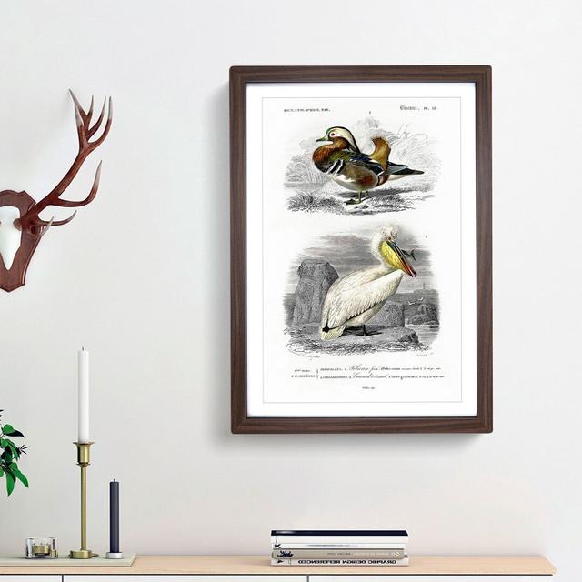 Duck and Pelican by Charles d' Orbigny - Picture Frame Painting Print East Urban Home Frame Option: Walnut Framed, Size: 36cm H x 27cm W x 2cm D on Productcaster.