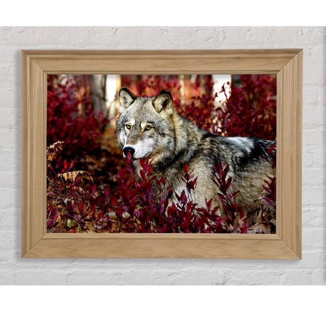 Gray Wolf Framed Print Bright Star Size: 84.1cm H x 142.2cm W on Productcaster.