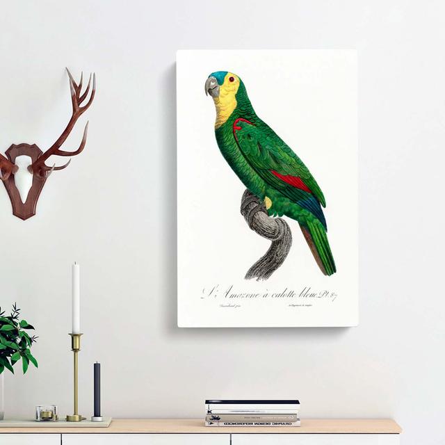 Blue-fronted Amazon Parrot by F. Levaillant - Wrapped Canvas Painting East Urban Home Size: 60cm H x 40cm W x 3cm D on Productcaster.