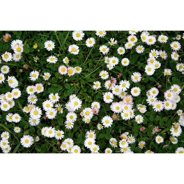 Meadow - Wrapped Canvas Photograph 17 Stories Size: 81cm H x 122cm W on Productcaster.