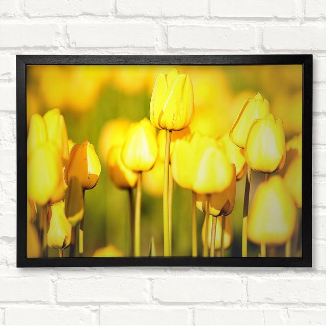 Yellow Tulips In The Garden Framed Print Latitude Run Size: 42cm H x 59.7cm W on Productcaster.