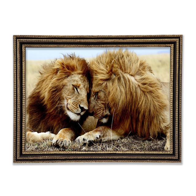 Lions Love Wild Cats Animals - Single Picture Frame Art Prints Bloomsbury Market Size: 42cm H x 59.7cm W x 3cm D on Productcaster.