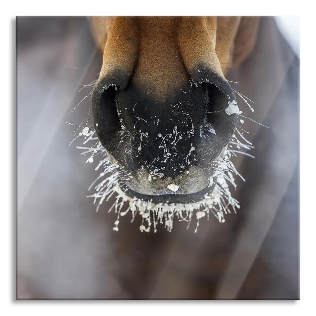 Horse Muzzle - Unframed Photograph on Glass 17 Stories Size: 60cm H x 60cm W x 0.4cm D on Productcaster.