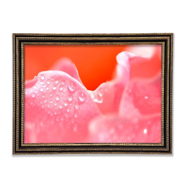 Pink Rose Dew Drop Framed Print Ebern Designs Size: 59.7cm H x 84.1cm W on Productcaster.