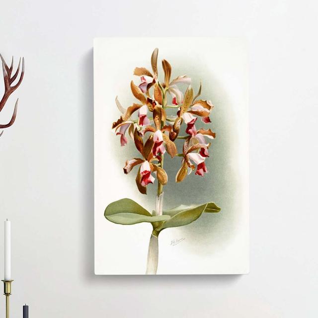 Magnolia Flowers Illustration Tab.77 by Frederick Sander - Wrapped Canvas Graphic Art Print East Urban Home Size: 50cm H x 35cm W x 3cm D on Productcaster.