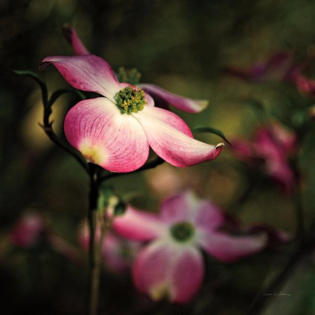 'Pink Dogwood II' by Debra Van Swearingen - Wrapped Canvas Photograph Print Ebern Designs Size: 51cm H x 51cm W on Productcaster.