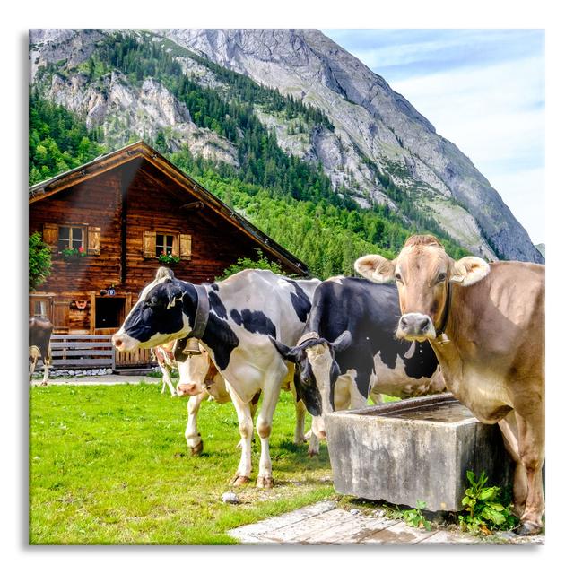 Cows In An Alpine Meadow At The Trough - No Frame Print on Glass August Grove Size: 60cm H x 60cm W x 0.4cm D on Productcaster.