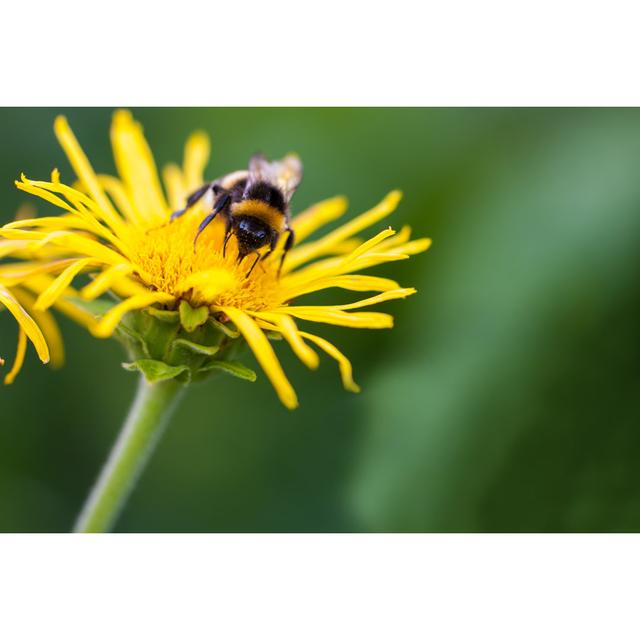 Inverleigh Bee On The Flower by WaldemarMilz - Wrapped Canvas Print 17 Stories Size: 20cm H x 30cm W x 3.8cm D on Productcaster.