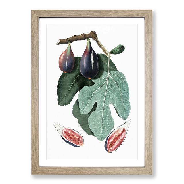 Common Fig Tree by Giorgio Gallesio - Picture Frame Painting East Urban Home Frame Option: Oak Framed, Size: 48cm H x 36cm W x 2cm D on Productcaster.