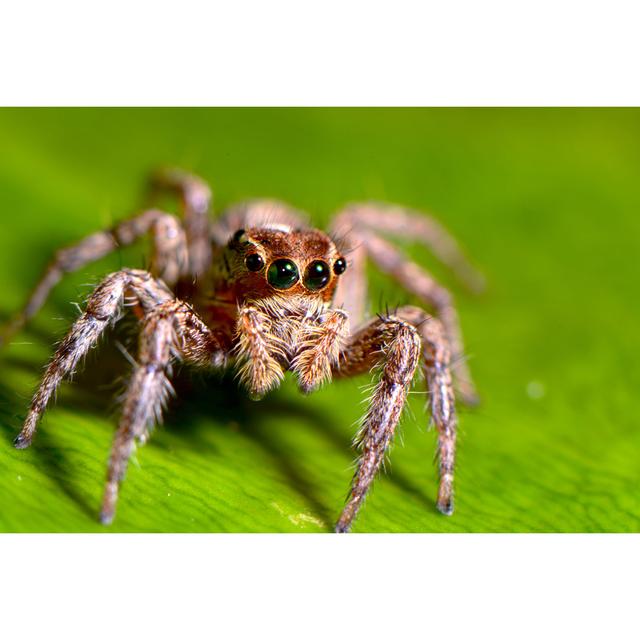 Romriell Jumping Spider by DamSmith - Wrapped Canvas Print Ebern Designs Size: 61cm H x 91cm W x 3.8cm D on Productcaster.