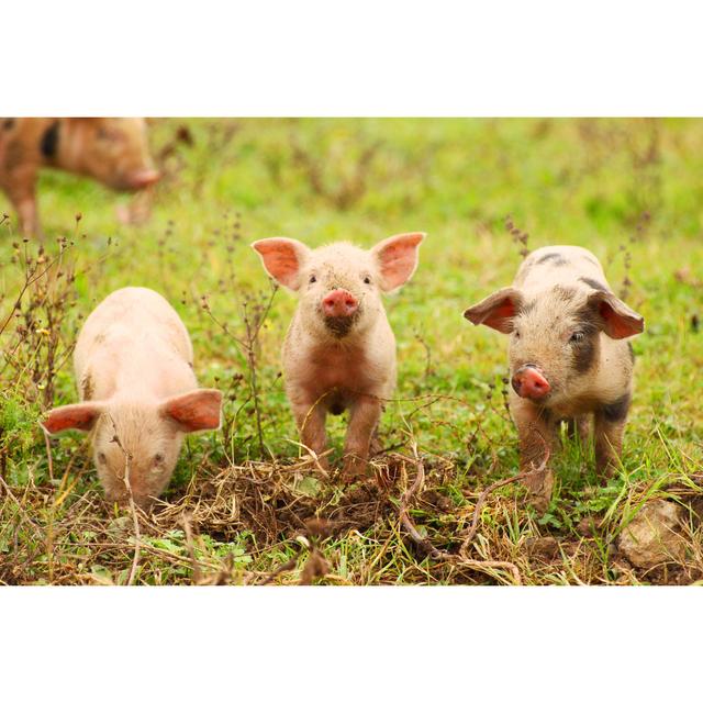 Three Little Piglets - Wrapped Canvas Print Brambly Cottage Size: 51cm H x 76cm W x 3.8cm D on Productcaster.