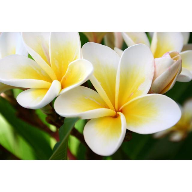 Frangipani by Davidf - Wrapped Canvas Art Prints 17 Stories Size: 51cm H x 76cm W on Productcaster.