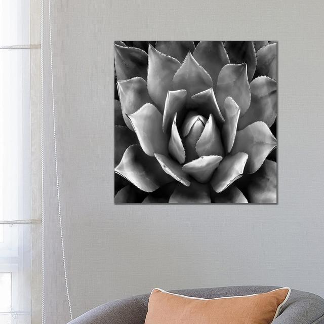 Black and White Succulent II by Mia Jensen - Wrapped Canvas Photograph World Menagerie Size: 66.04cm H x 66.04cm W x 1.91cm D on Productcaster.