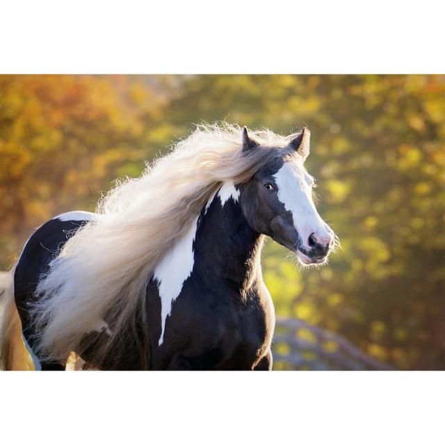 Golden Lit Horse III by P.H. Burchett - Wrapped Canvas Photograph Union Rustic Size: 30cm H x 46cm W x 3.8cm D on Productcaster.