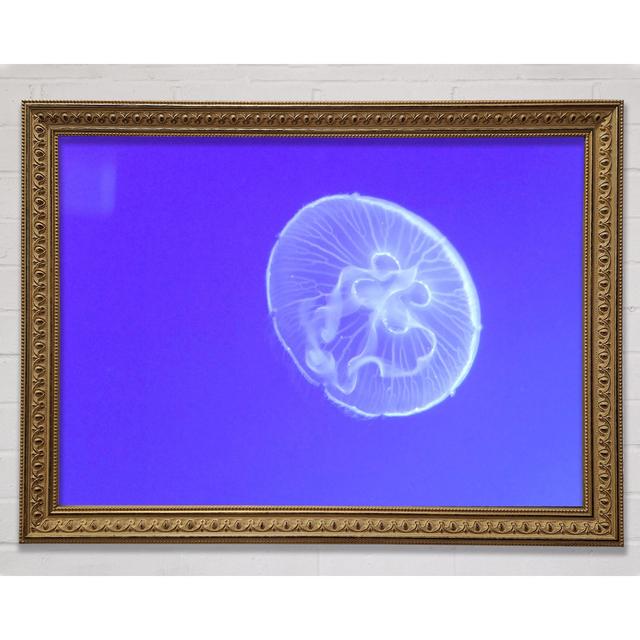 Horniman Jellyfish Framed Print Highland Dunes Size: 42cm H x 59.7cm W on Productcaster.