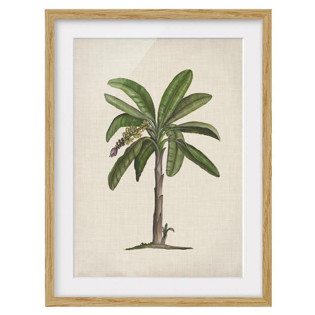 British Palms II - Picture Frame Painting Bay Isle Home Frame Option: Brown Framed, Size: 100cm H x 70cm W x 2cm D on Productcaster.