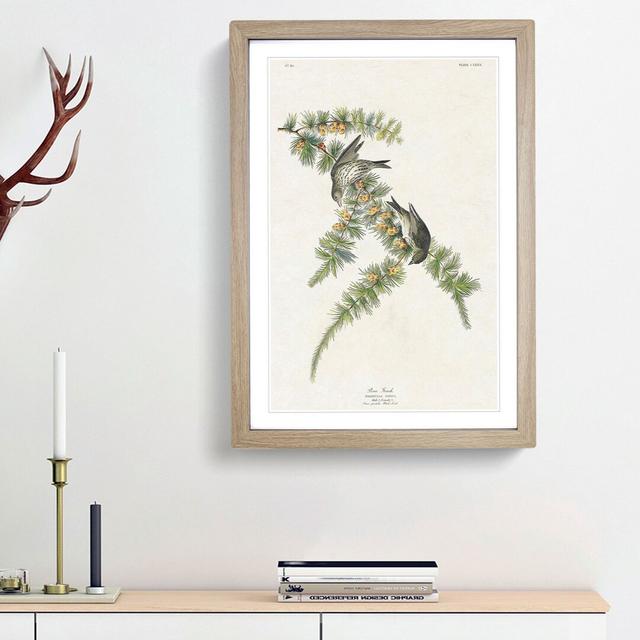 Pine Finches by John James Audubon - Picture Frame Painting Print East Urban Home Frame Option: Oak Framed, Size: 65cm H x 48cm W x 2cm D on Productcaster.