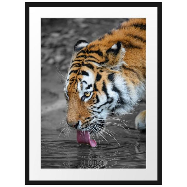 Gerahmtes Poster Stolzer Tiger am Wasser East Urban Home Größe: 80 cm H x 60 cm B, Matte Farbausführung: Nicht matt on Productcaster.